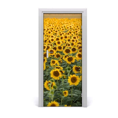 Foto tapeta za vrata Polje suncokreta