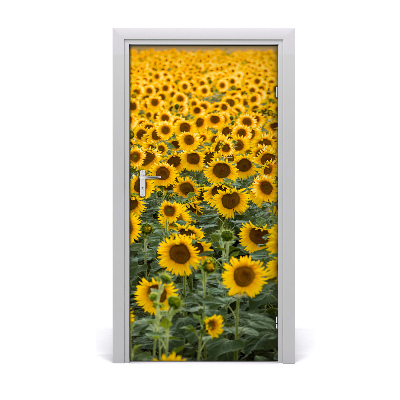 Foto tapeta za vrata Polje suncokreta
