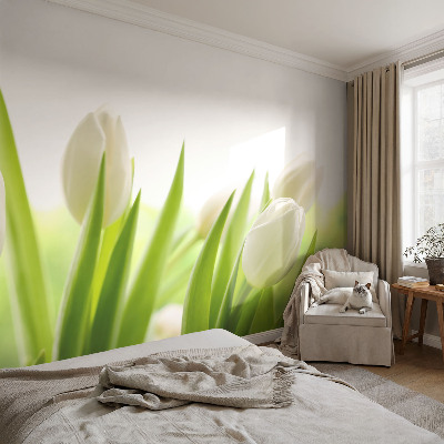Foto tapeta po mjeri s motivom bijelih tulipana