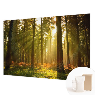 Fototapeta po mjeri s motivom šumskog jutra po vašim mjerama