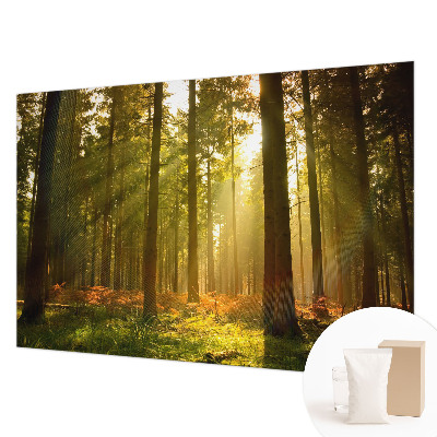 Fototapeta po mjeri s motivom šumskog jutra po vašim mjerama