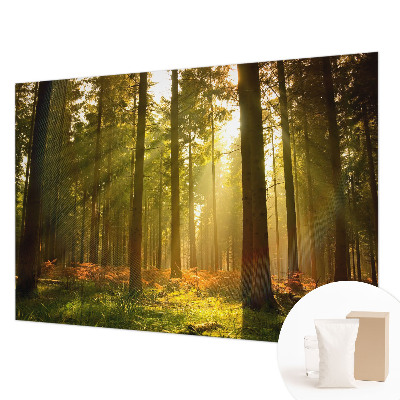 Fototapeta po mjeri s motivom šumskog jutra po vašim mjerama