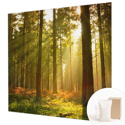Fototapeta po mjeri s motivom šumskog jutra po vašim mjerama