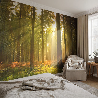 Fototapeta po mjeri s motivom šumskog jutra po vašim mjerama