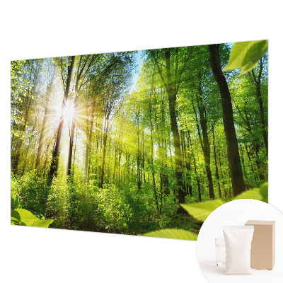 Fototapeta za zid s motivom šumskog svjetla