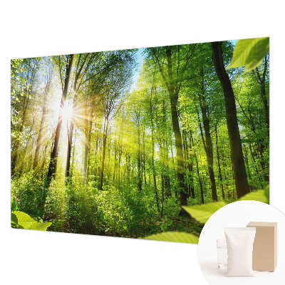 Fototapeta za zid s motivom šumskog svjetla