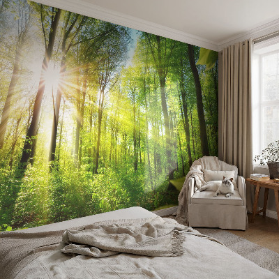 Fototapeta za zid s motivom šumskog svjetla