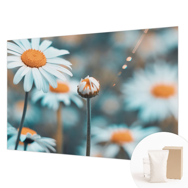 Fototapeta s tiskom s motivom delikatese od kamilice