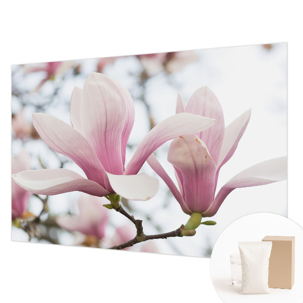 Fototapeta s tiskom s motivom cvjetova magnolije