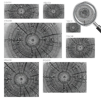 Fototapeta s tiskom Šumska harmonija