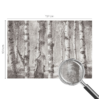 Premium fototapeta s motivom brezove šume