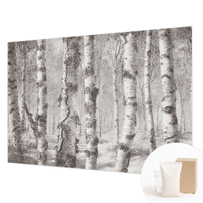 Premium fototapeta s motivom brezove šume