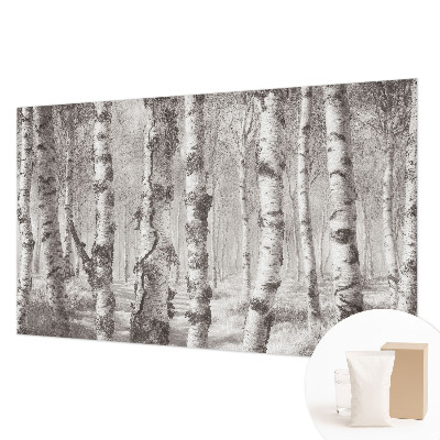 Premium fototapeta s motivom brezove šume