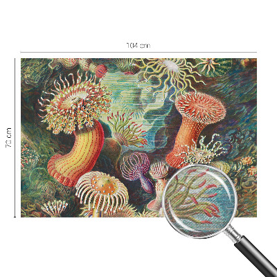 Vlies fototapeta za dječju sobu Otmjene anemone