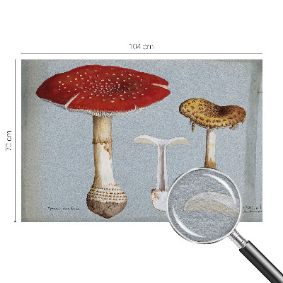 Fototapeta po mjeri Gravure gljiva
