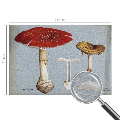 Fototapeta po mjeri Gravure gljiva