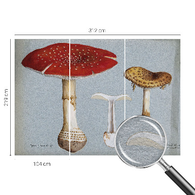 Fototapeta po mjeri Gravure gljiva
