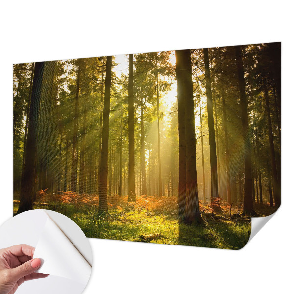 Foto tapeta za dječju sobu Šumsko jutro