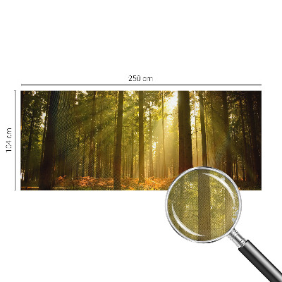 Foto tapeta za dječju sobu Šumsko jutro