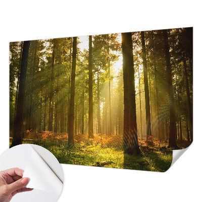 Foto tapeta za dječju sobu Šumsko jutro