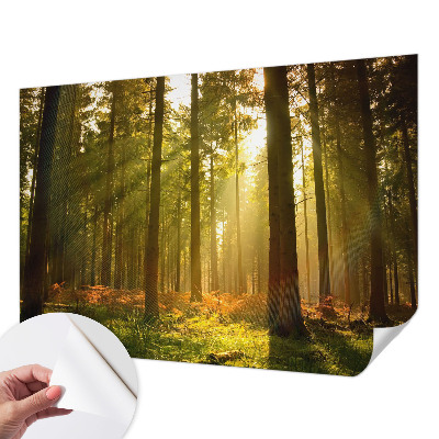 Foto tapeta za dječju sobu Šumsko jutro