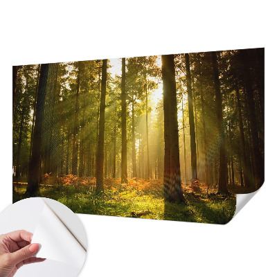 Foto tapeta za dječju sobu Šumsko jutro