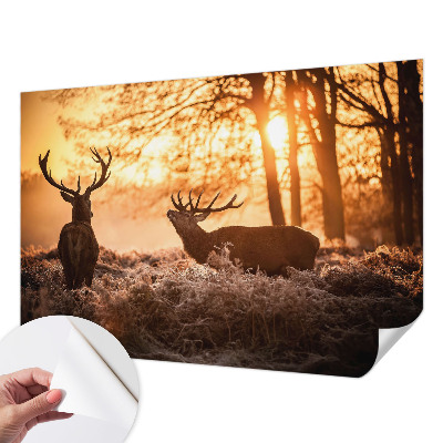 Samoljepljiva foto tapeta Jelen ujutro