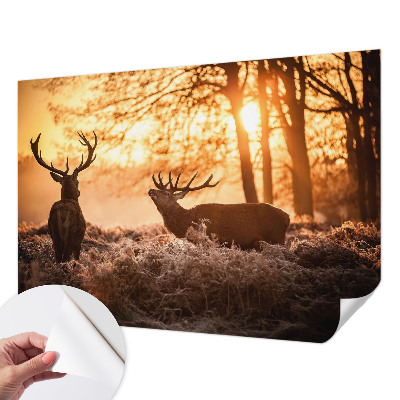 Samoljepljiva foto tapeta Jelen ujutro