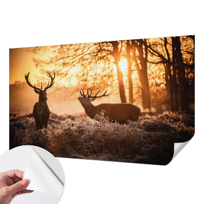 Samoljepljiva foto tapeta Jelen ujutro