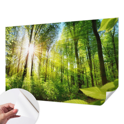 Fototapeta za dječju sobu Šumsko svjetlo