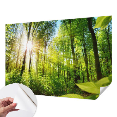 Fototapeta za dječju sobu Šumsko svjetlo