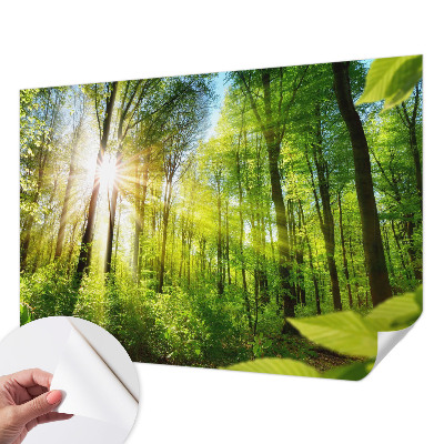Fototapeta za dječju sobu Šumsko svjetlo