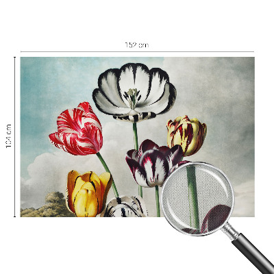 Fototapeta Šareni tulipani