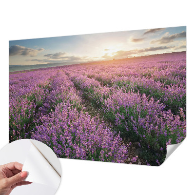 Samoljepljiva fototapeta za dnevni boravak Polja lavande