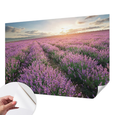 Samoljepljiva fototapeta za dnevni boravak Polja lavande