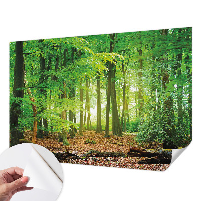 Dječja foto tapeta Zelena šuma