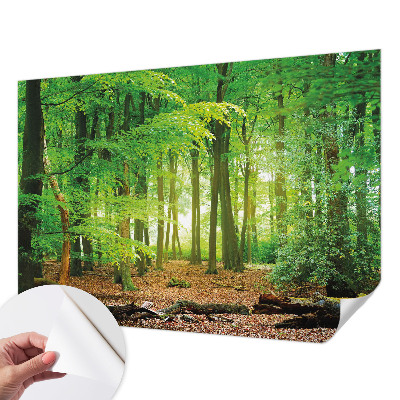 Dječja foto tapeta Zelena šuma