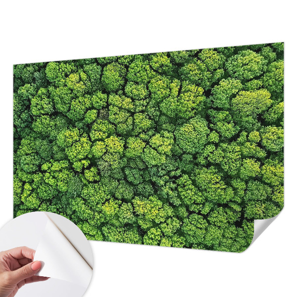 Foto tapeta Šumska panorama