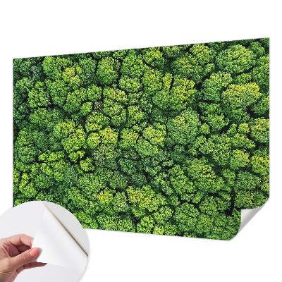 Foto tapeta Šumska panorama