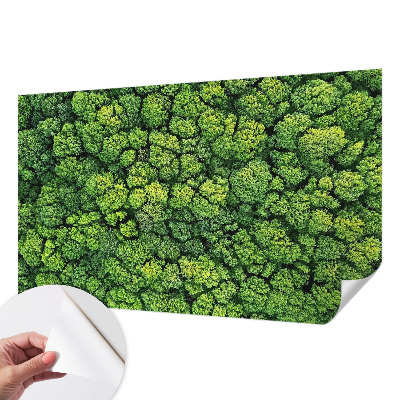 Foto tapeta Šumska panorama