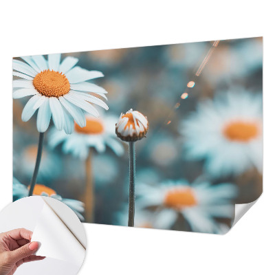 Fototapeta Delikatesa od kamilice
