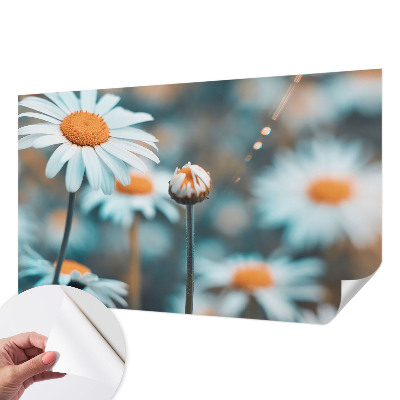 Fototapeta Delikatesa od kamilice
