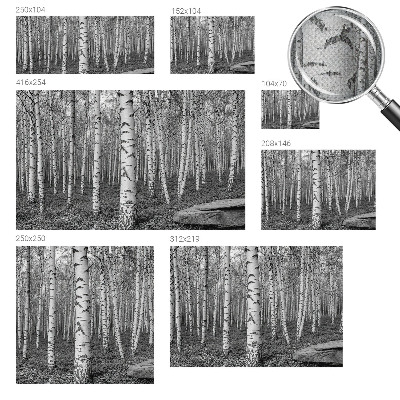 Fototapeta za dječju sobu Brezova šuma