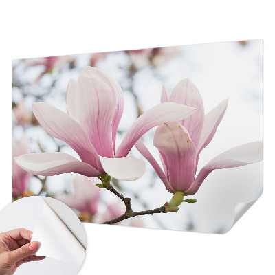 Samoljepljiva fototapeta za dnevni boravak s motivom cvjetova magnolije