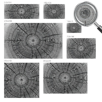 Samoljepljiva fototapeta Šumska harmonija