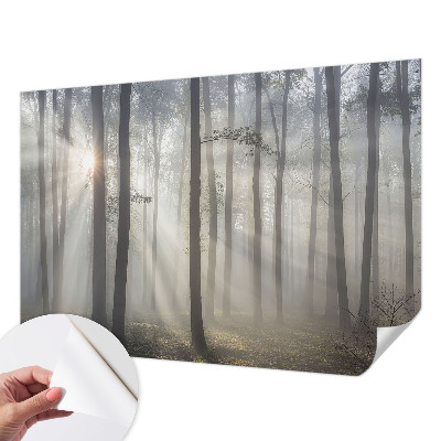 Fototapeta Eterična šuma
