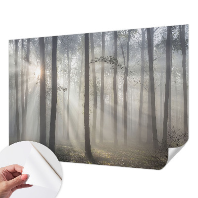 Fototapeta Eterična šuma