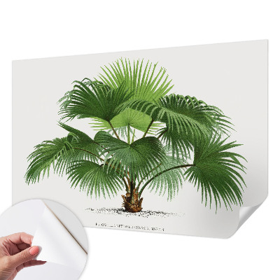 Foto tapeta za dječju sobu Egzotična palma