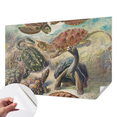 Zidna tapeta Fauna kornjača