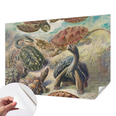 Zidna tapeta Fauna kornjača